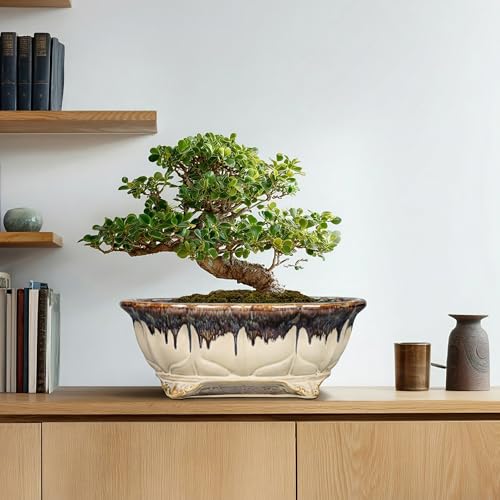 Ceramic Bonsai Pots (13.5 Inch / Oval Beige-brown)