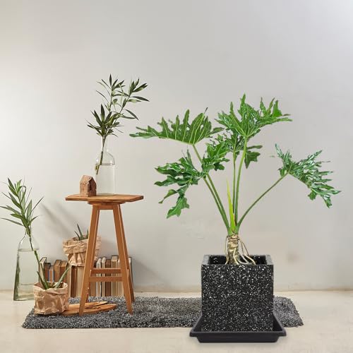 Square Plant Saucer 8 Inch 2 Pack (8"(2Pack) / Brown)