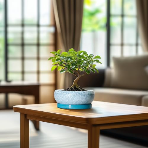 Bonsai Pots Small (6 Inch / Blue-white)