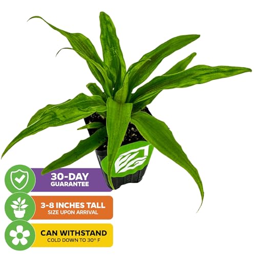 Florida Special Pineapple Live Plant (Florida Special)