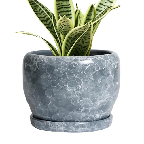 6 Inch Plant pots Indoor