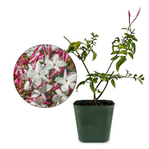 Pink Jasmine Plant Live