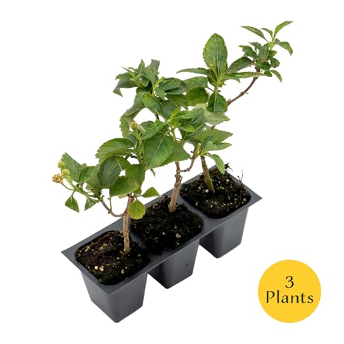 3 Dallas Red Lantana in 2.5” Nursery Cubes (3 Dallas Red Lantana)