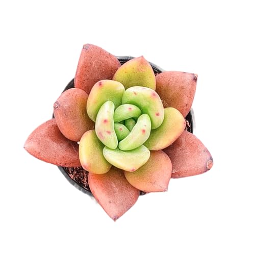 Echeveria 'Baekya' (Echeveria 'Baekya')