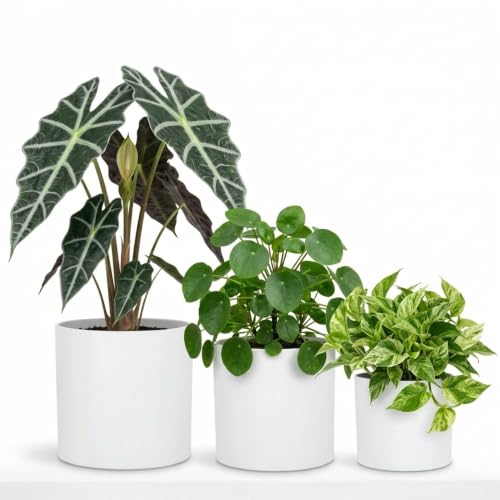 Large Planter for Indoor or Outdoor (Matte White / Set of 3: 8/10/11.8 Inch)