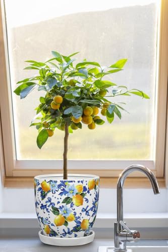 5.3+4.3 inch Ceramic Plant Pots (Lemon Patterns)