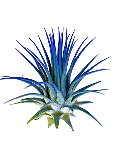 Ionantha Guatemala Tillandsia Air Plant