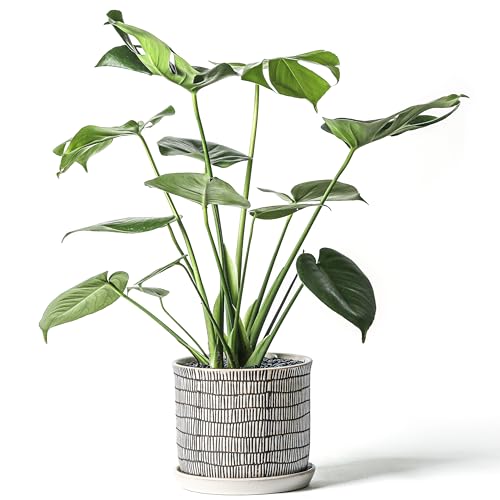 8 Inch Ceramic Plant Pot with Drainage Hole & Separate Saucer