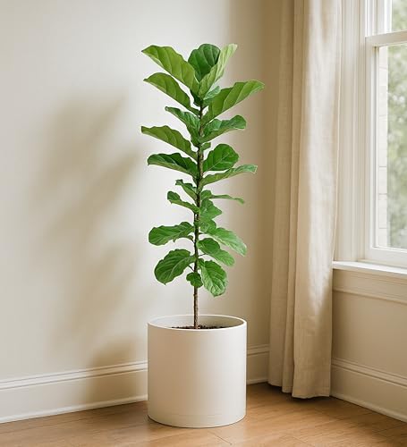 Plastic Planter Pot with Saucer (12 Inch / Oatmeal)