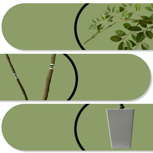 Artificial Elm Tree Faux Elm Tree 9ft Tall Fake Plant in Pot Fake Silk Tree Faux Plants Indoor (9ft)