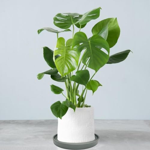 Ceramic Plant Saucer Tray 1 Pcs 10 Inch Grey