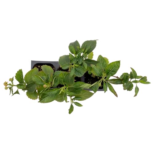 3 Dallas Red Lantana in 2.5” Nursery Cubes (3 Dallas Red Lantana)