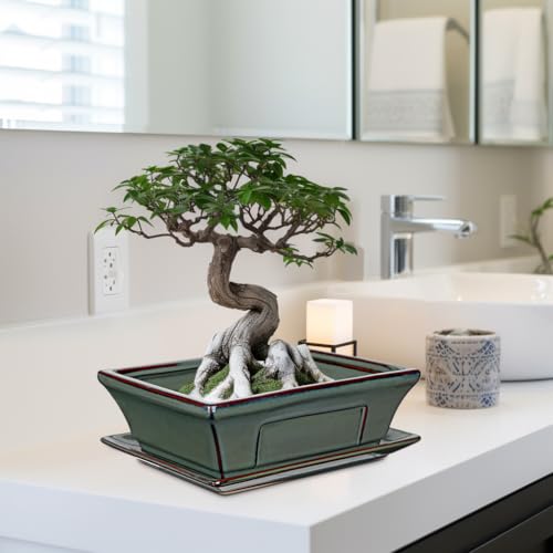 Set of 2 Large Bonsai Pots with Drainage Tray (Green / 10"x7.4"x3.1")