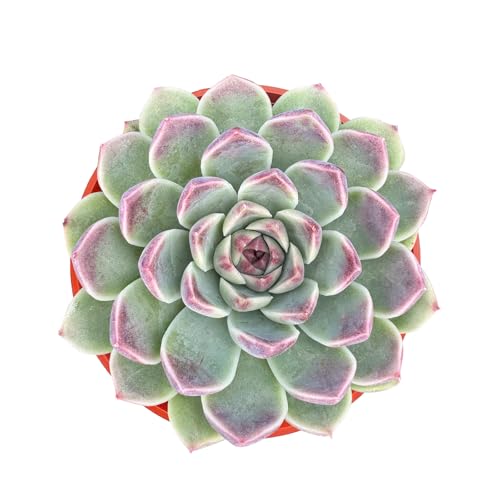 Echeveria Zixia Fairy (Echeveria Zixia Fairy)