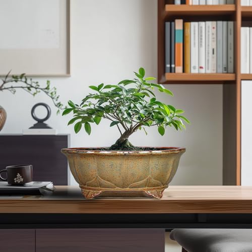 Ceramic Bonsai Pots (11 Inch / Oval Yellowish Brown)
