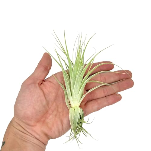 Live Air Plant