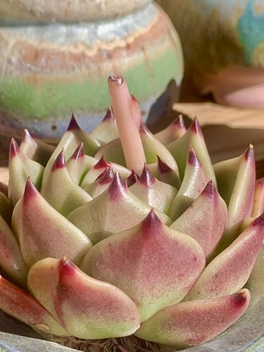 Echeveria Agavoides Blue Dragon Rare Live Succulent Plants (Echeveria Blue Dragon)