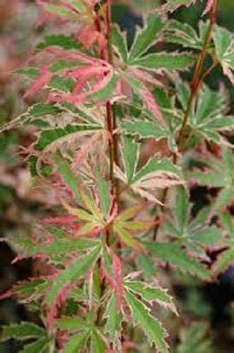 Butterfly Dwarf Upright Japanese Maple Tree (Trade Gallon Pot / Butterfly)