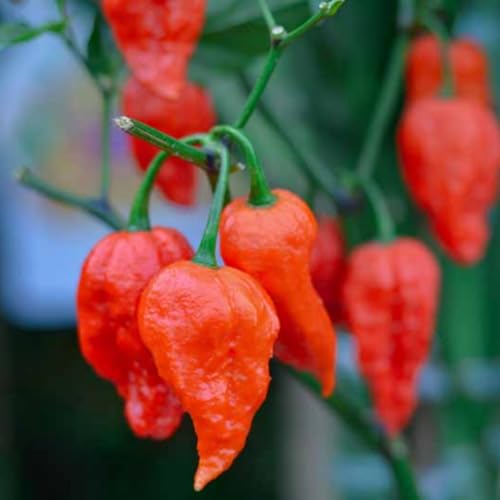 Ghost Pepper Bhut Jolokia Plants Live (Bhut Jolokia Chile Ghost Pepper)