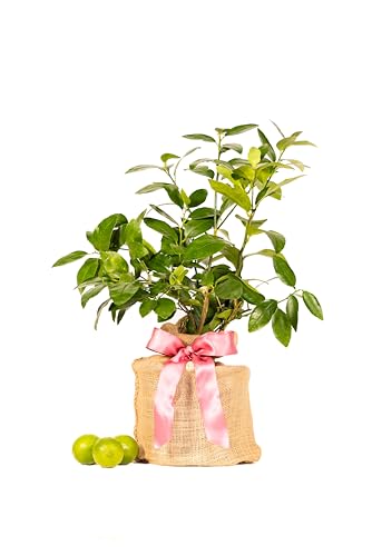Mother's Day Live Persian Lime Tree Gift