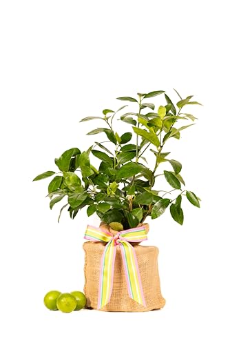 Birthday Persian Lime Tree Gift (Medium / BIRTHDAY PLAID)