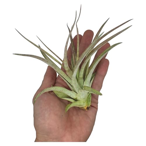 Air Plants Tillandsia Brachycaulos Multiflora (5 Count)