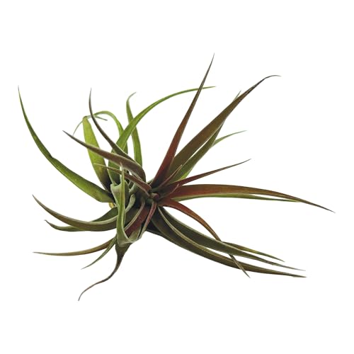 Air Plants Tillandsia Brachycaulos Abdita (5 Count)