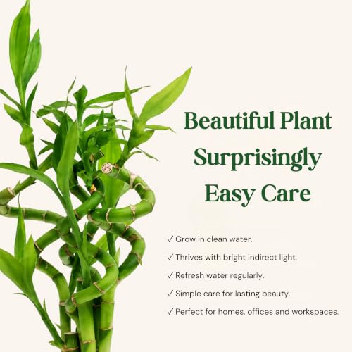 Lucky Bamboo Live Plant