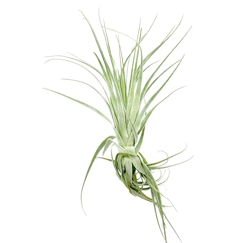 Live Air Plant