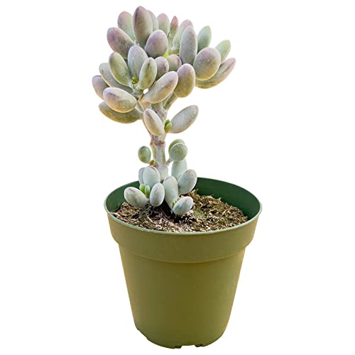Cotyledon Orbiculata cv