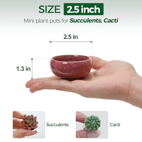 Mini Succulent Pots (12 Count)