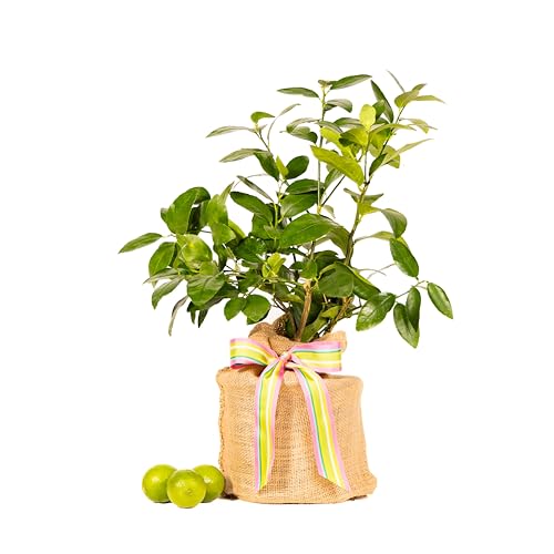 Live Persian Lime Tree Gift