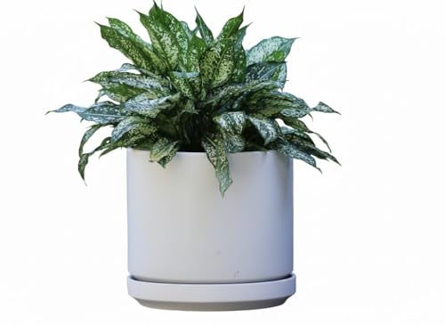 Ceramic 10 Inch Mid Modern Planter Pot with Drainage Hole and Saucer