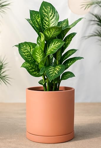 2 Pack Terracotta Plant Pots with Saucers (2 Count)