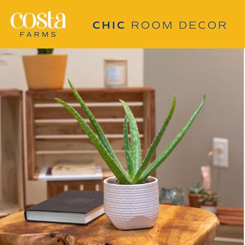 Aloe Vera Plant (Aloe Vera, 10-12 Inches Tall, in Grower's Pot)