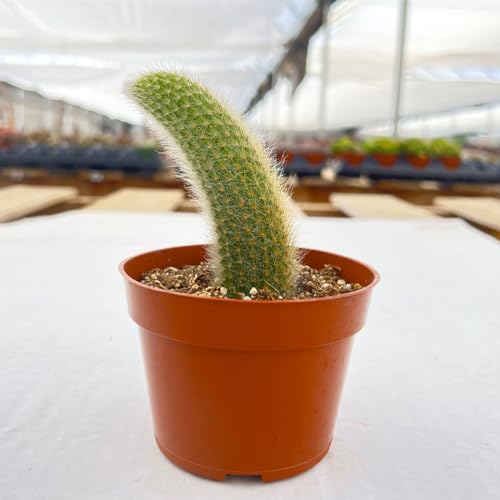 Monkey Tail Cactus (Monkey Tail Cactus)