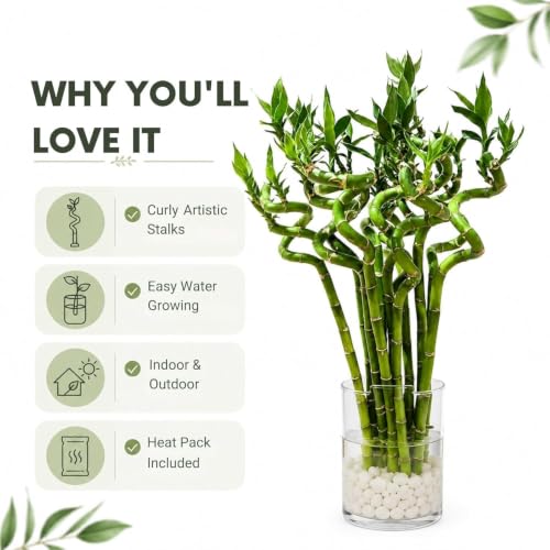 Lucky Bamboo Live Plant