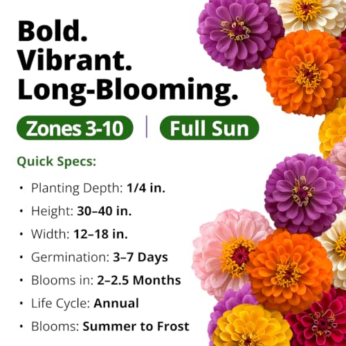 Zinnia Seeds Dahlia Mix