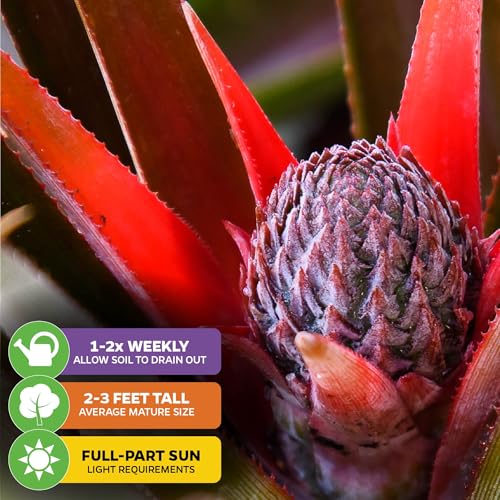 Sugarloaf Pineapple (Sugarloaf)