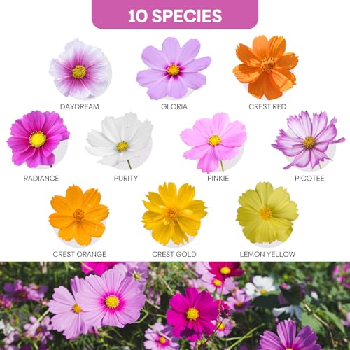 10 Varieties Cosmos Seeds