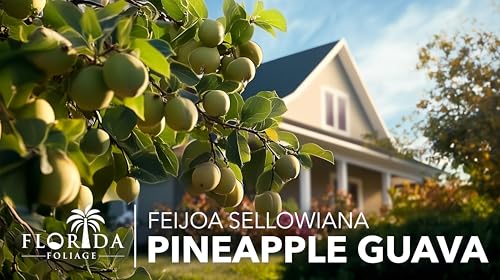 Pineapple Guava (2 Inch / 60 Plants)