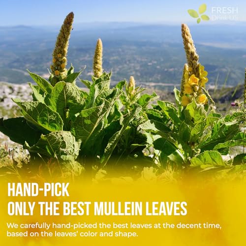 Premium 80 Mullein Leaf Tea Bags (80 Tea Bags)