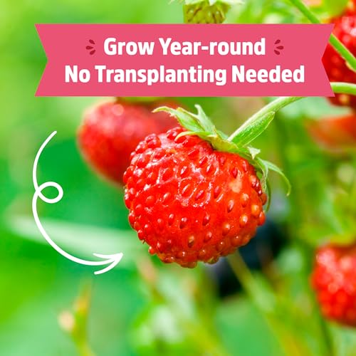 Organic Strawberry Grow Kit (Strawberry)