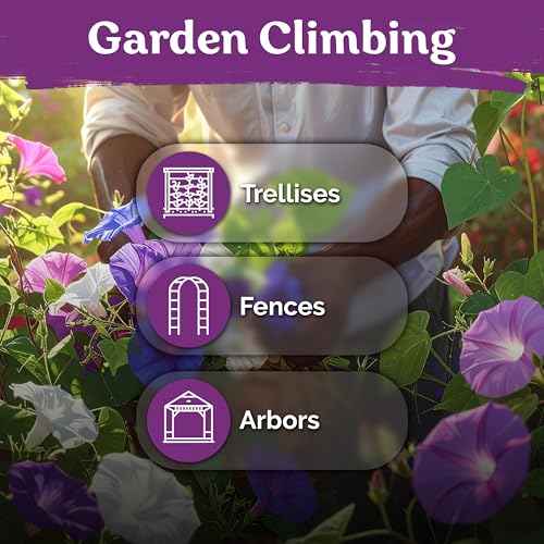 50 Tall Morning Glory Seeds Mix