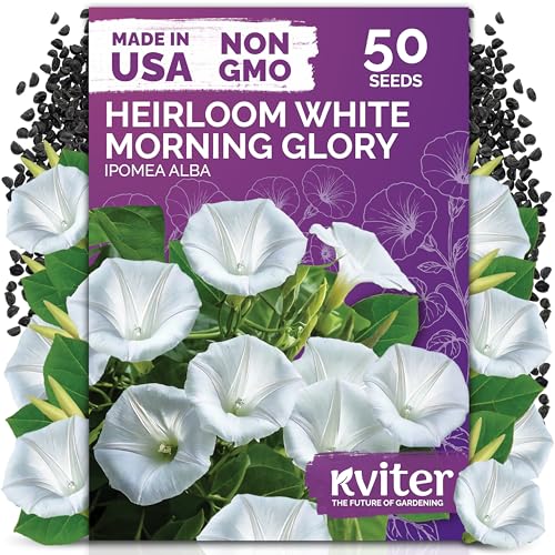 50 White Morning Glory Heirloom Flower Seeds for Planting