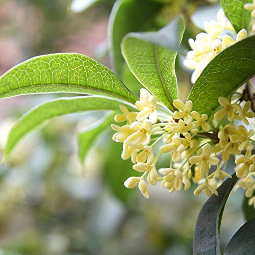 Tea Olive Live Plant (3 gallon)