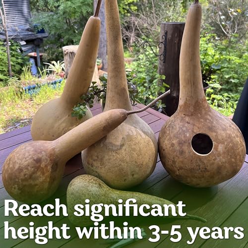 10 Dipper Gourd Seeds