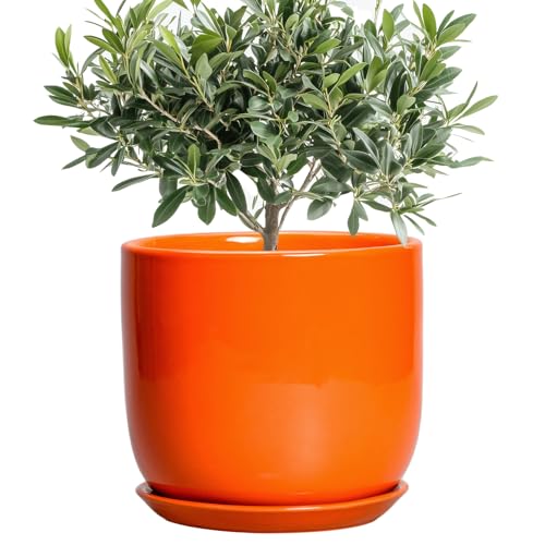 Ceramic Pot for Plants