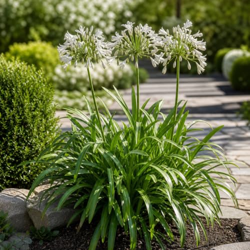 Agapanthus Africanus Getty White (3 Gallon / 3 Plants)