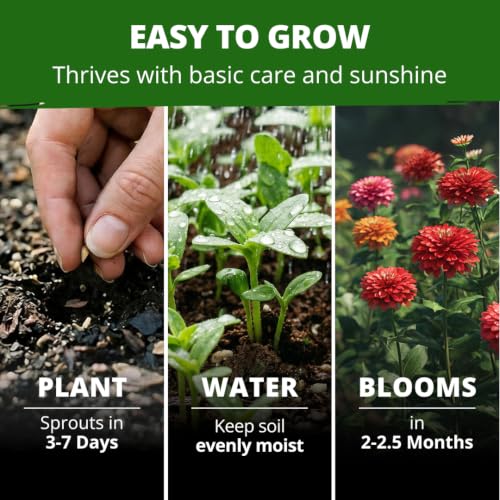 Zinnia Seeds Dahlia Mix